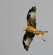 RedKite 28
